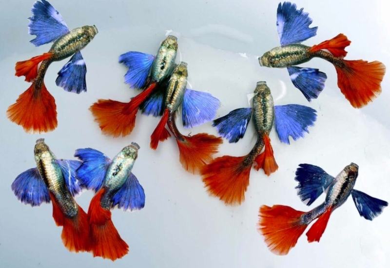 Dòng cá guppy được rất nhiều người yêu thích