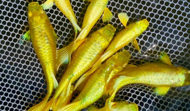 Guppy Full Gold