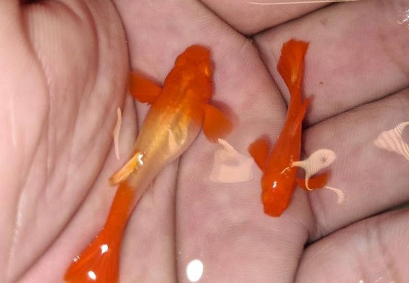 Cá Guppy Koi