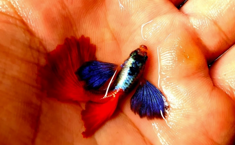 Cá Guppy Dumbo