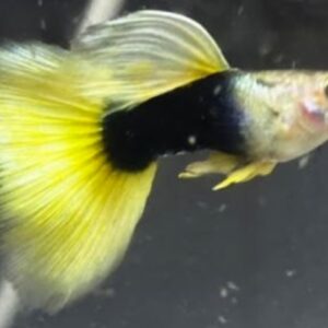 ca bay mau HB Yellow 3