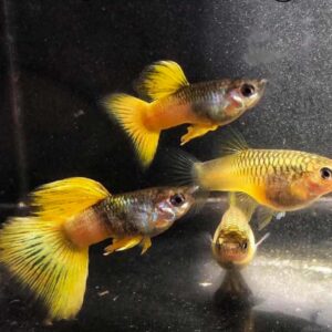 ca bay mau gold tuxedo 2
