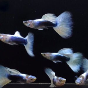 ca bay mau hb white 2