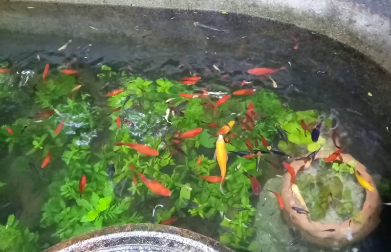 Kỹ thuật nuôi cá bảy màu bạn cần biết